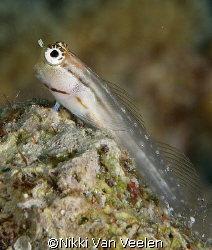 Tiny blenny taken with E300 and 105mm lens. by Nikki Van Veelen 